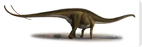 Diplodocus longus, a prehistoric era dinosaur