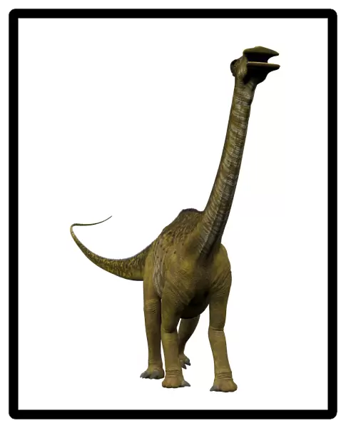 Nigersaurus dinosaur, front view