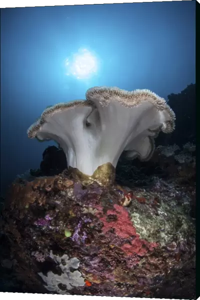 A soft coral colony grows on a reef dropoff in Lembeh Strait