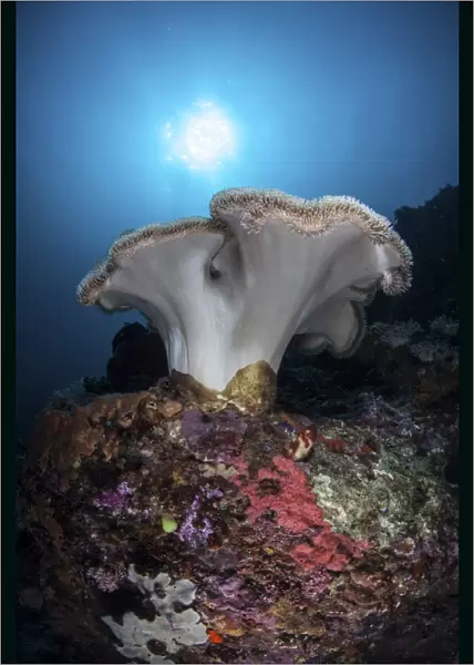 A soft coral colony grows on a reef dropoff in Lembeh Strait