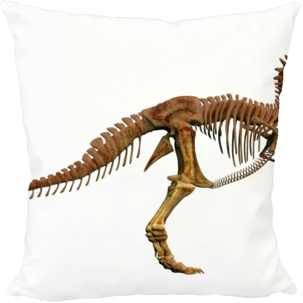 Tyrannosaurus Rex dinosaur skeleton