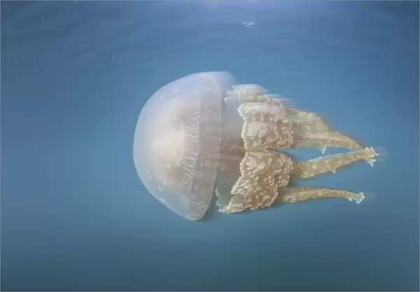 A golden jellyfish, Raja Ampat, Indonesia