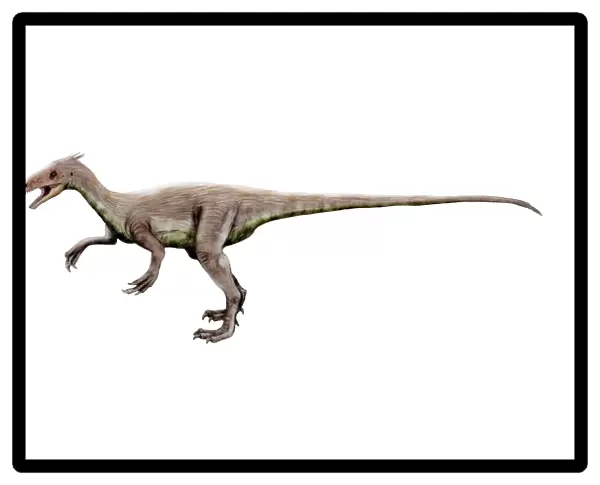 Ornitholestes dinosaur