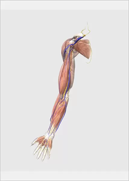 Medical illustration of human arm muscles, veins and nerves