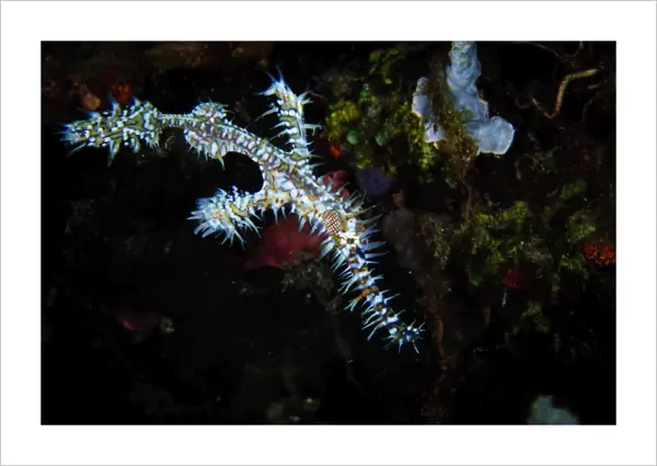 An ornate ghostpipefish against a reef in West Papua, Indonesia