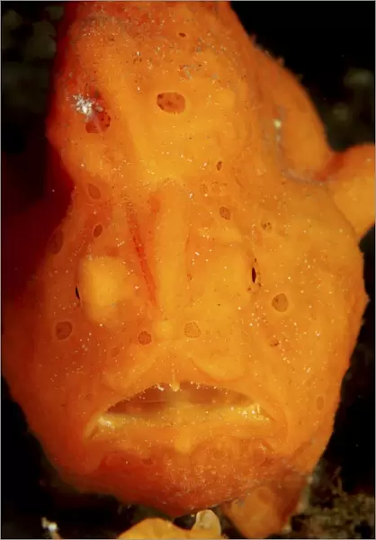 Face shot of an orange frogfish, North Sulawesi, Indonesia