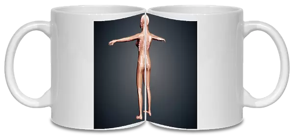 Back view of female body with skeletal system superimposed