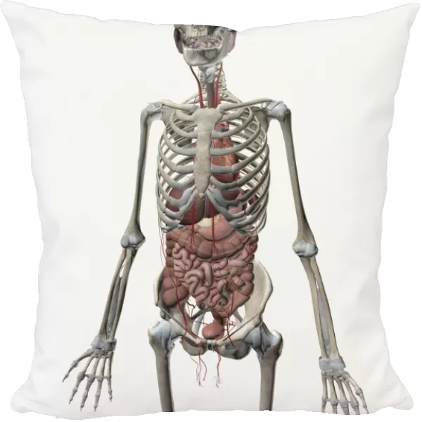 Human skeletal system with organs of the digestive system visible