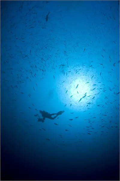 Diver and school of fish in blue water, Komodo, Indonesia