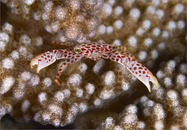 Small white crab with red spots on hard coral, Bali, Indonesia