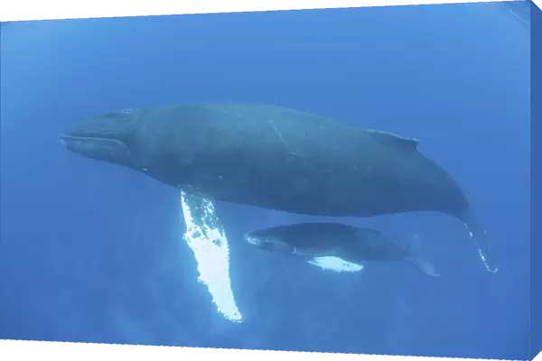 A humpback whale mother and calf in the Caribbean Sea