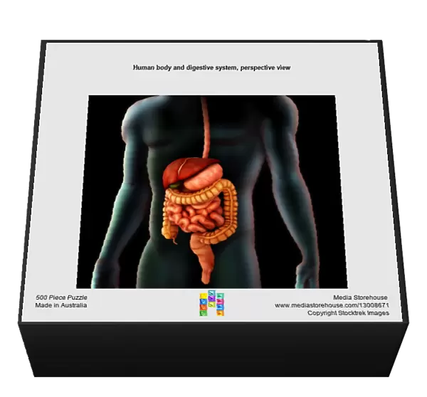 Human body and digestive system, perspective view