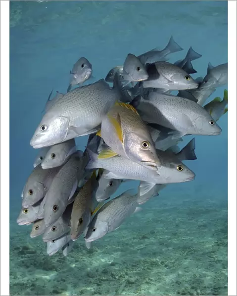 Schooling snappers on Caribbean reef