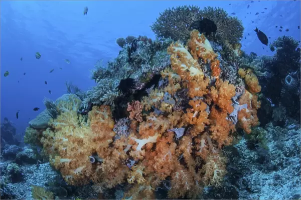 Soft coral colonies thrive on a reef in Komodo National Park, Indonesia