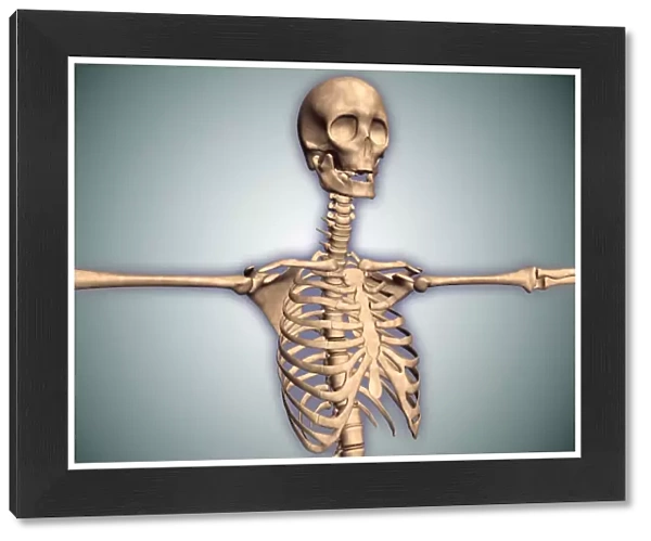 Conceptual image of human rib cage and spinal cord with skull