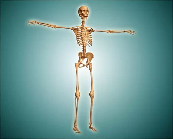 Perspective view of human skeletal system