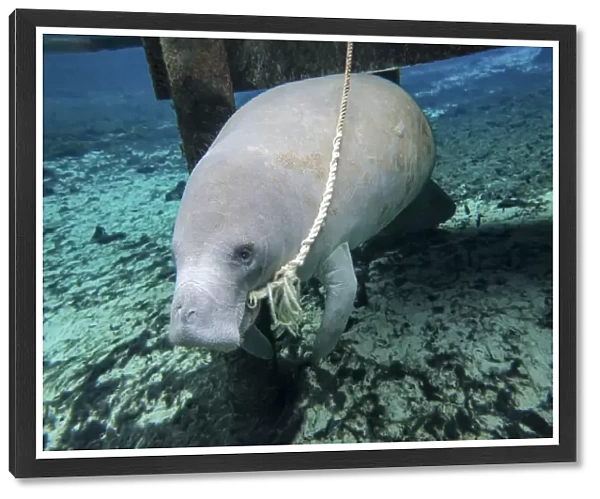 A manatee gnawing on the dock line at Fanning Springs State Park, Florida