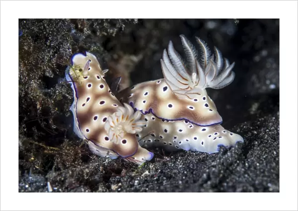 A pair of colorful nudibranch crawling across black sand in Indonesia
