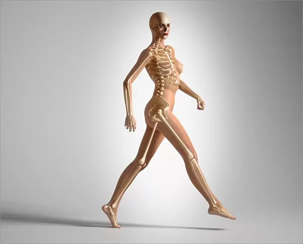 3D rendering of a naked woman walking, with skeletal bones superimposed