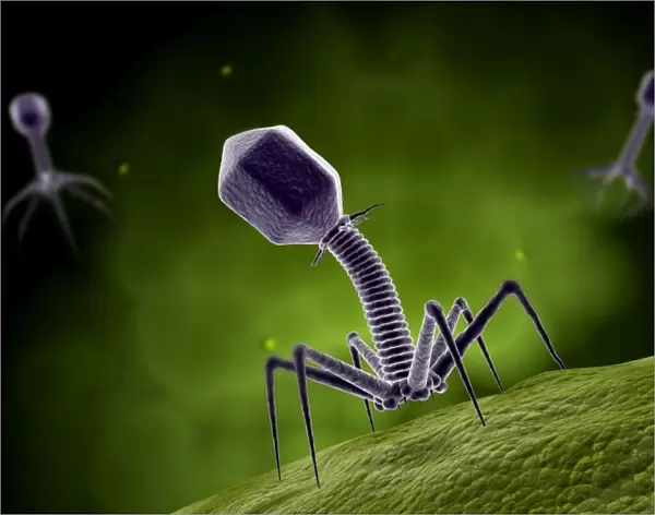 Microscopic view of bacteriophage