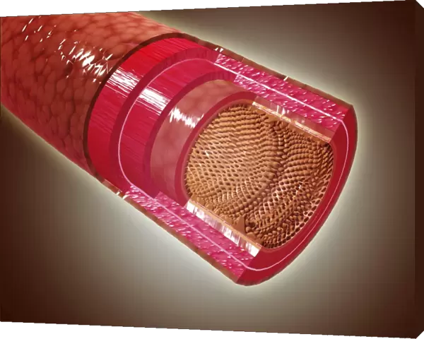 Microscopic cross section view of the small intestine