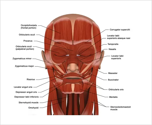Facial muscles of the human head (with labels)