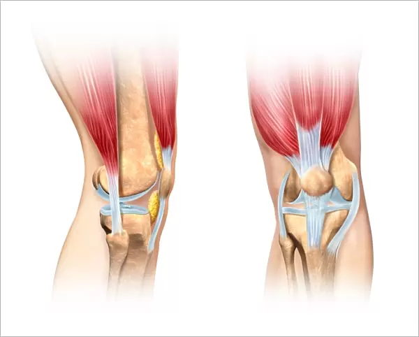Human knee cutaway illustration