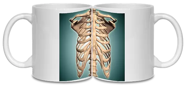 Close-up view of human rib cage