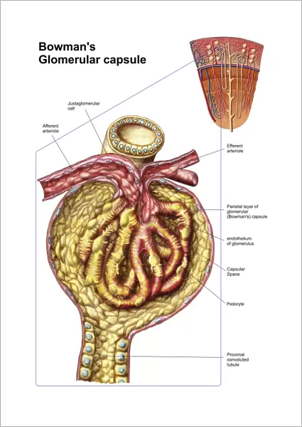Anatomy of bowmans glomerular capsule