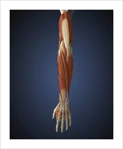 Human arm with bone, muscles and nerves