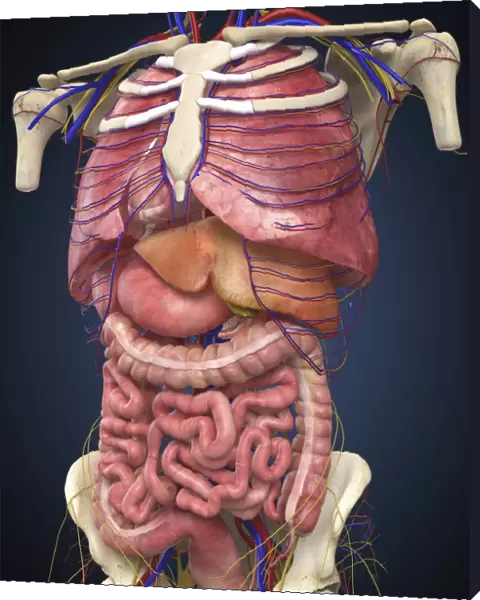 Midsection view showing internal organs of human body