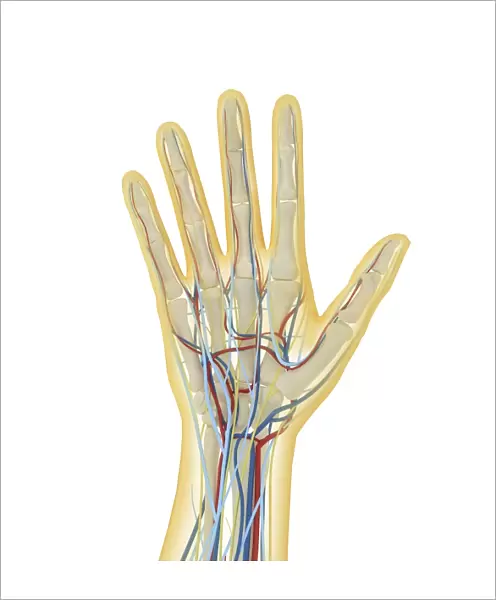 Human hand with nervous system, lymphatic system and circulatory system