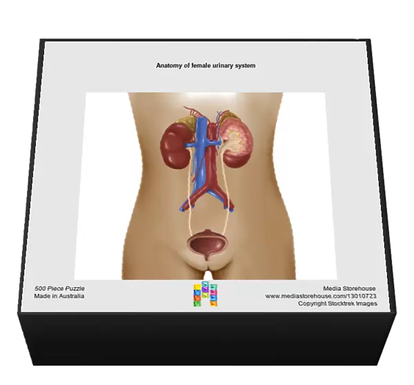 Anatomy of female urinary system