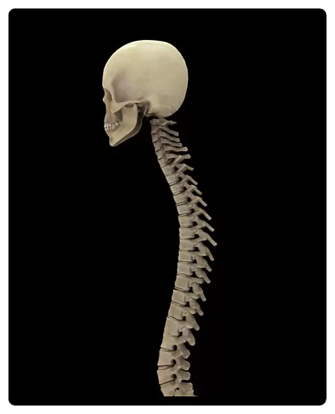 3D rendering of human vertebral column, side view