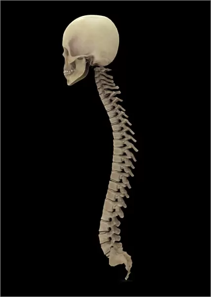 3D rendering of human vertebral column, side view
