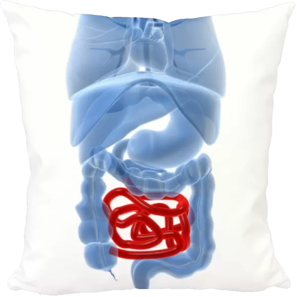 X-ray image of internal organs with small intestine highlighted in red