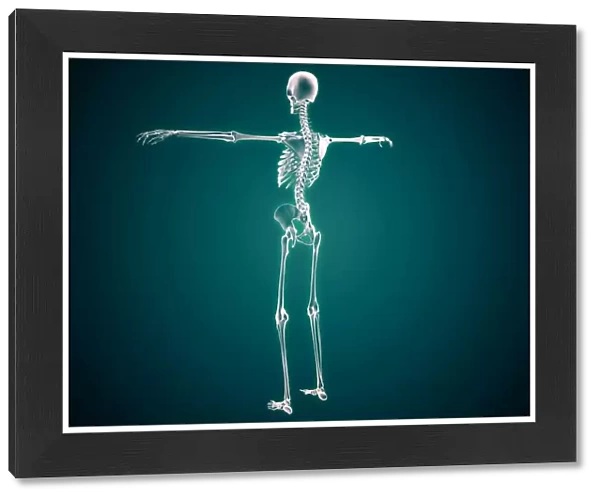Conceptual image of human skeletal system