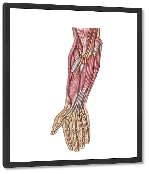 Anatomy of human forearm muscles, deep anterior view