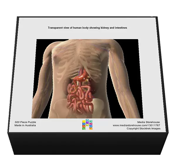 Transparent view of human body showing kidney and intestines