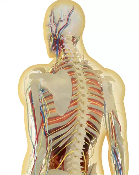 Human body with nervous system, lymphatic system and circulatory system