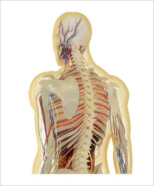 Human body with nervous system, lymphatic system and circulatory system