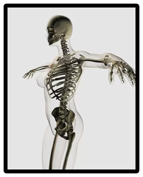 Three dimensional view of female skeletal system