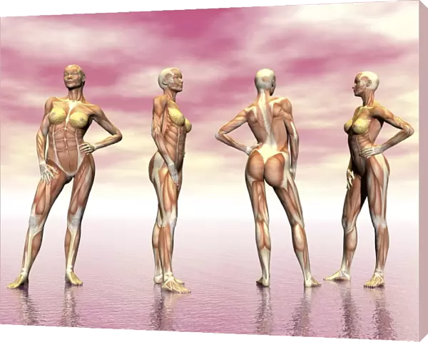 Female muscular system from four points of view