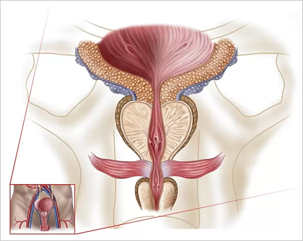 Anatomy of prostate gland