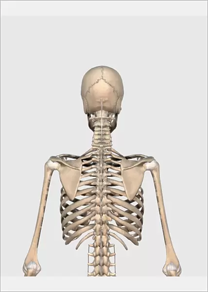 Rear view of human skeletal system showing upper back