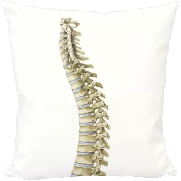 Human spine, side view