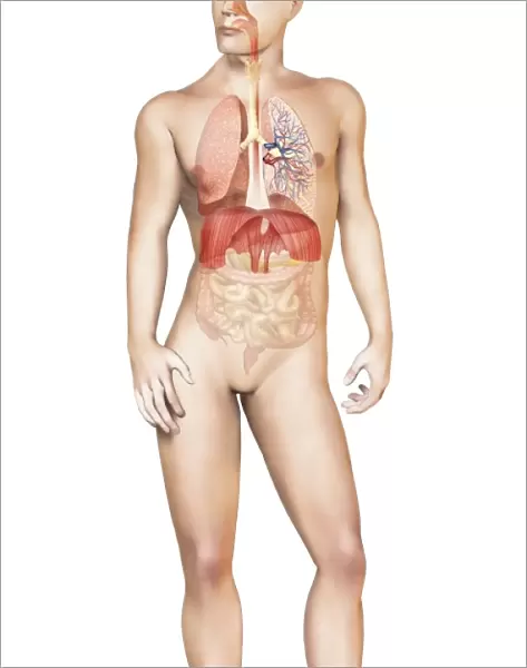 Male body standing, with full respiratory system superimposed