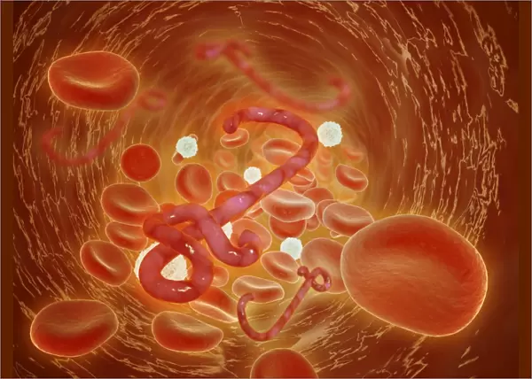 Conceptual image of ebola virus in artery