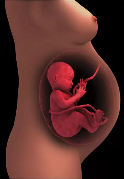 Cutaway view of a pregnant woman with fetus