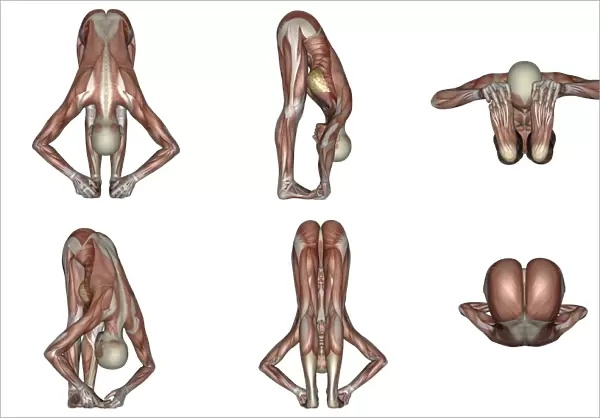 Six different views of big toes yoga pose showing female musculature